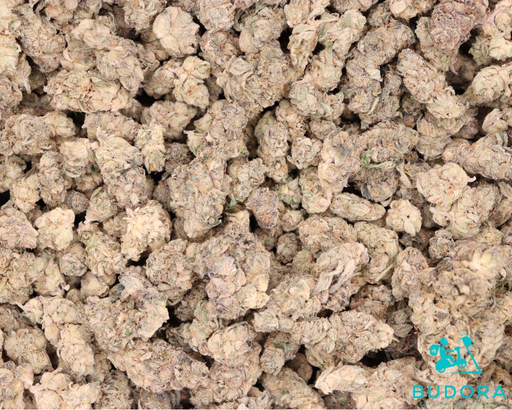 High THC GSC is paired with balanced euphoric effects. Easily available at Budora for Online purchase in Canada.