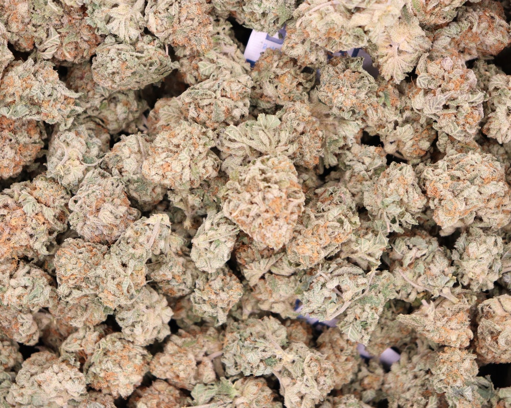 king kush wholesale bulk indica cannabis online canada budora