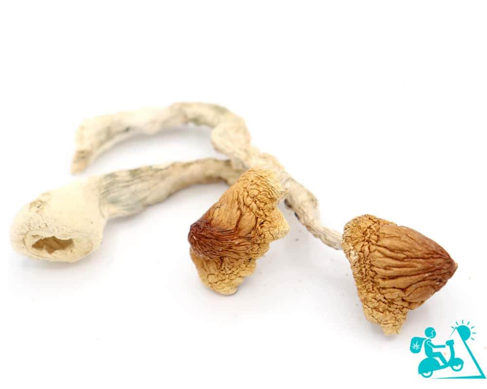 Exclusive Magic Mushrooms at Budora – Feel Natural Psychedelic Experience