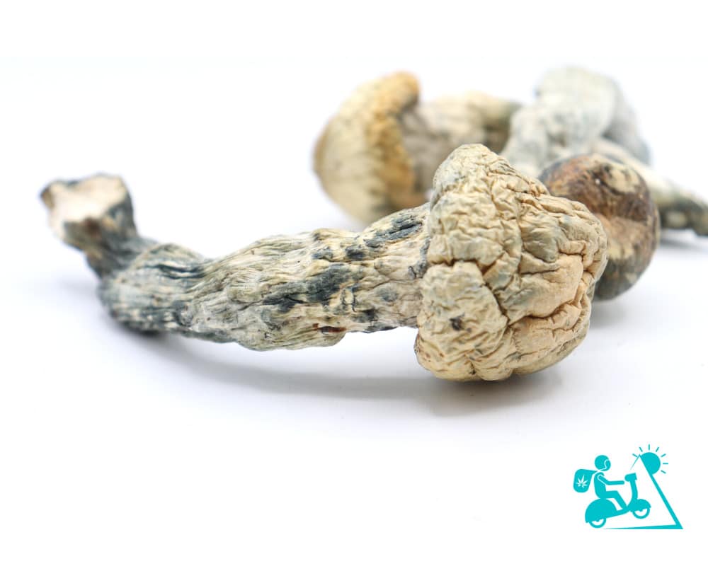 Dried psilocybin mushrooms on a white background