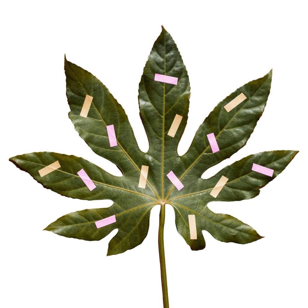 close-up-painted-chestnut-leaf-top-view