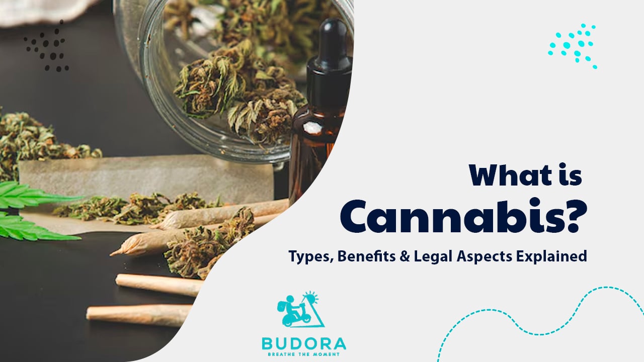 What is Cannabis? Types, Benefits & Legal Aspects Explained