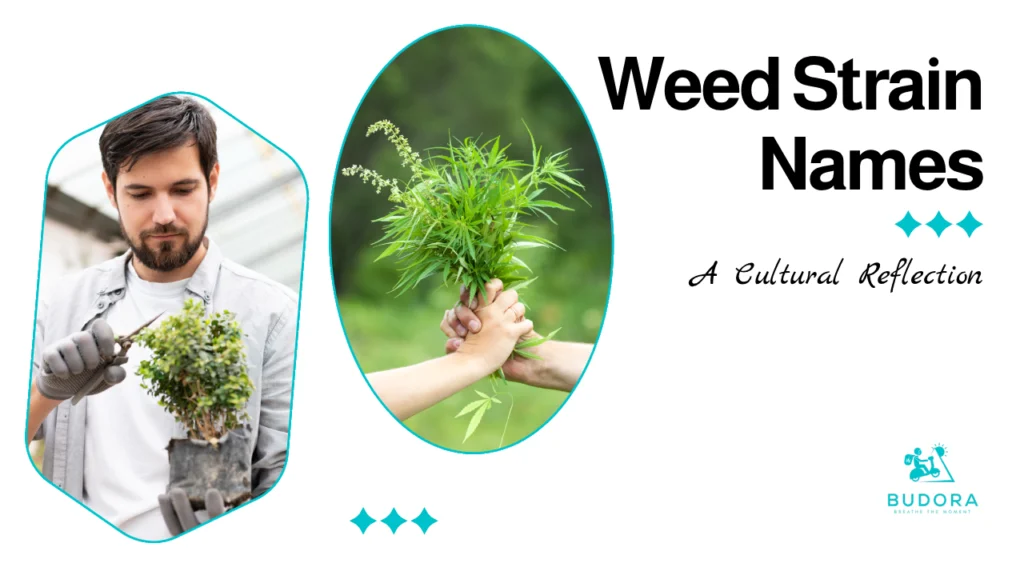 Weed Strain Names a Cultural Reflection