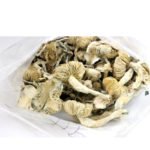 Albino Cambodian Mushrooms