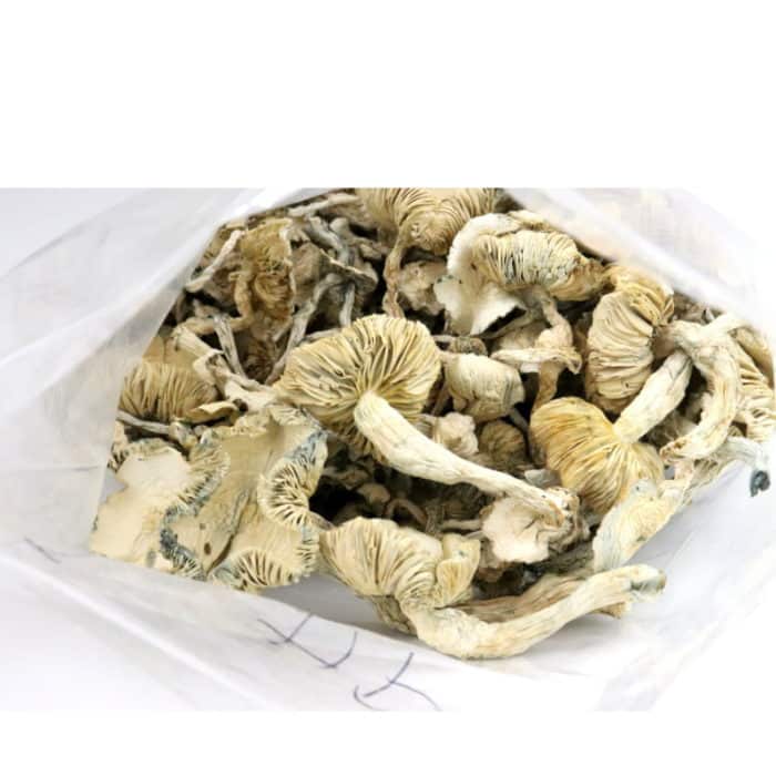 Albino Cambodian Mushrooms