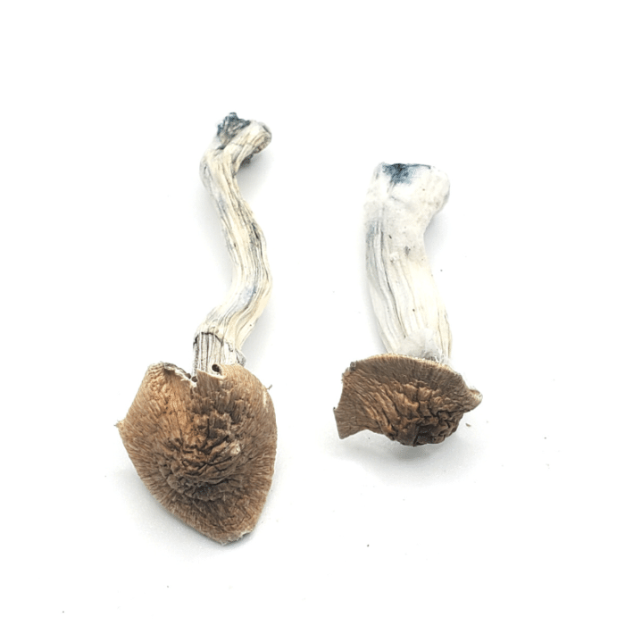 Koh Samui Magic Mushroom ($105/oz)