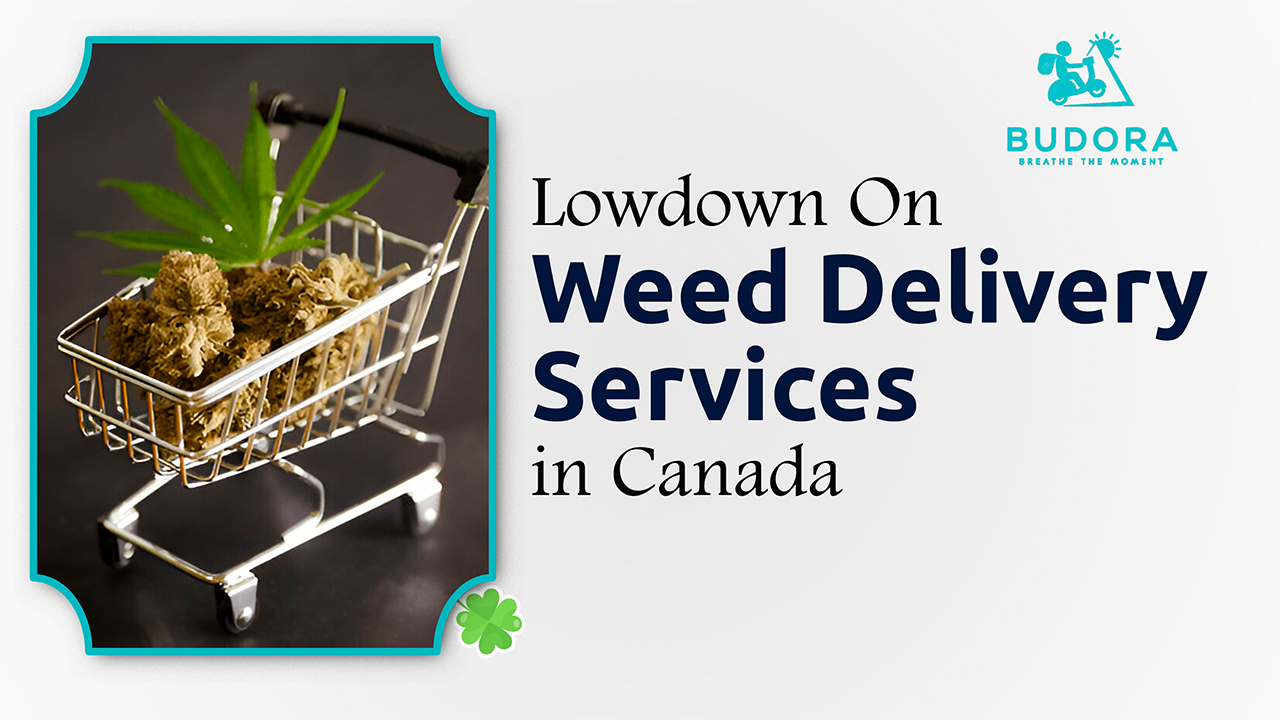 The Lowdown on Weed Delivery Services in Canada โ Do They Ask for ID?
