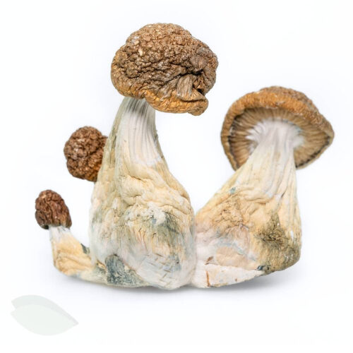 The Acadian Magic Mushroom with thick stems and bulbous caps, offers a balanced psychedelic experience with moderate potency. Shop at Budora!