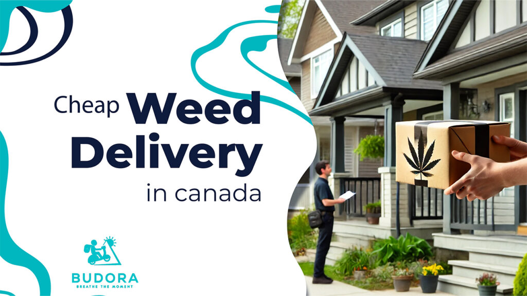 Cheap Weed Delivery in Canada: Why Budora is Your Best Choice for Quality and Price