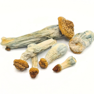 Code Blue Mushrooms enhance visual hallucinations and introspection. Order online from Budora!