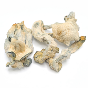 Ghost Magic Mushrooms are known for their unique, translucent white caps and potent effects. Available at Budora!