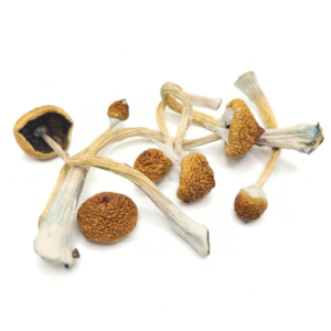 Golden Hawk-Magic Mushrooms
