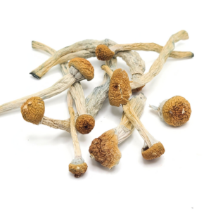 Dried Illusion Weaver magic mushrooms, featuring golden-brown caps and thin, twisting stems. Shop Online at Budora and enjoy their psychoactive effects.