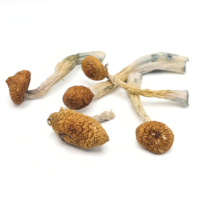 Malabar Coast Magic Mushrooms