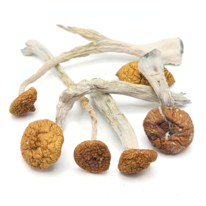 Purple Mystic Magic Mushroom features a deep purple cap, pale purple stem, and dark gills. Available online at Budora.