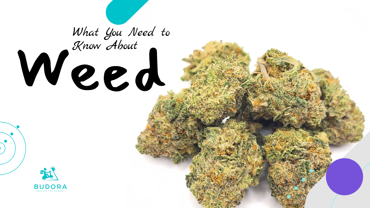 What you Need to Know About Weed
