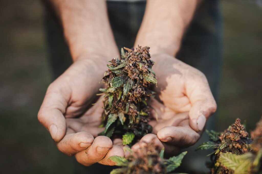 A pair of hands holding a large, purple-hued cannabis bud, with a blurred background of other cannabis plants.