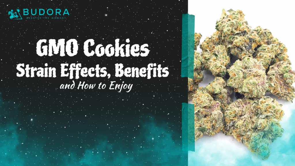 GMO Cookies Strain Effects, Benefits, and How to Enjoy