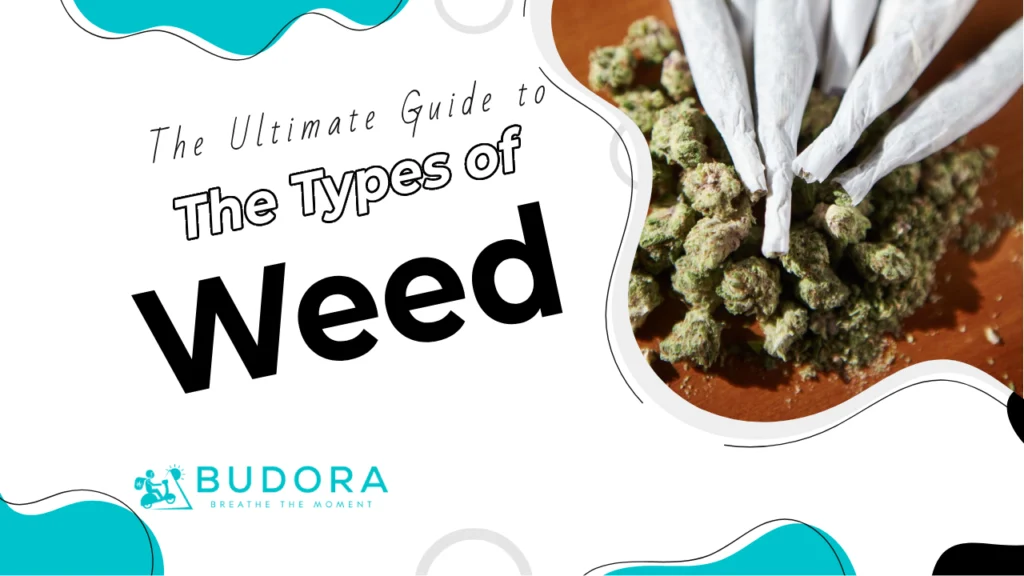 The Ultimate Guide to the Types of Weeds