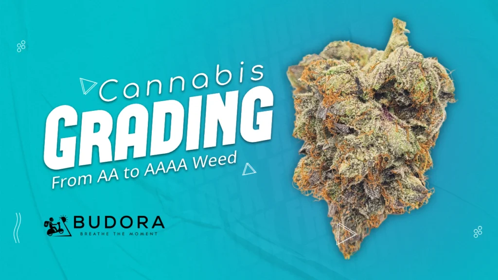 Understanding Cannabis Grading From AA to AAAA Weed