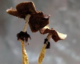 Dried magic mushrooms for medicinal use