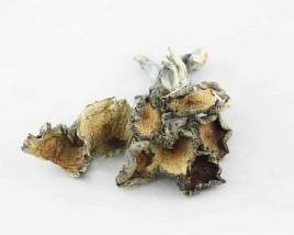 Psilocybin mushrooms