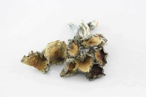 Psilocybin mushrooms