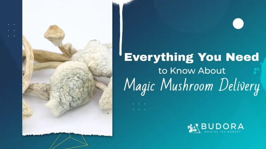 Everything You Need to Know About Magic Mushroom Delivery