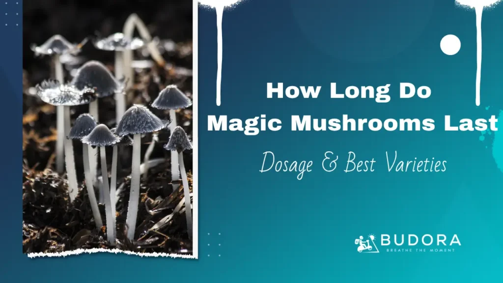 How Long Do Magic Mushrooms Last Dosage & Best Varieties