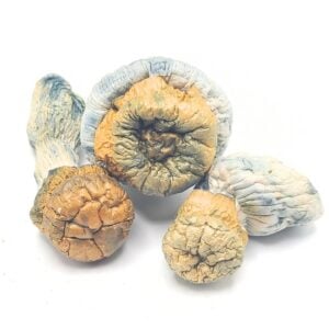 Bluey Vuitton Magic Mushrooms