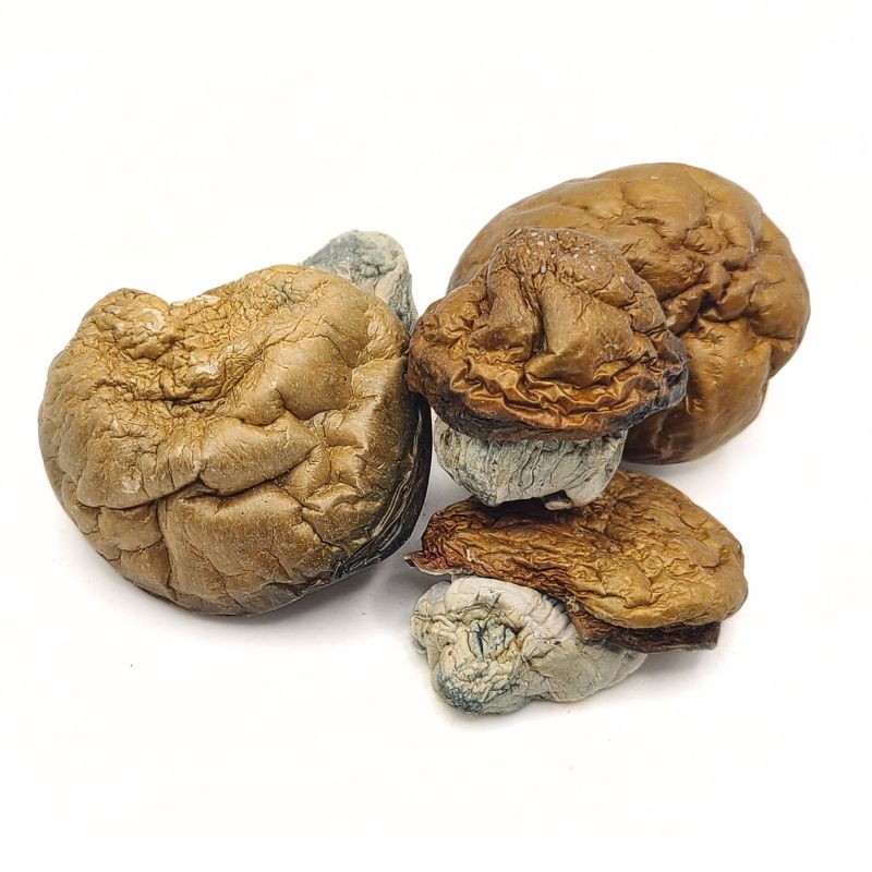 Dino Eggs Mushrooms 1 dino eggs Dino Eggs Mushrooms dino eggs