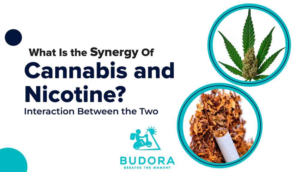 What is The Synergy of Cannabis and Nicotine