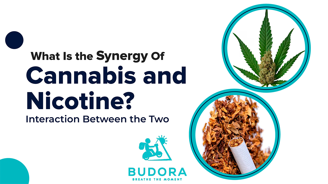 What is The Synergy of Cannabis and Nicotine