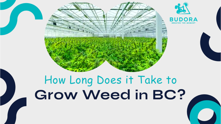 How Long Does It Take to Grow Weed in BC?