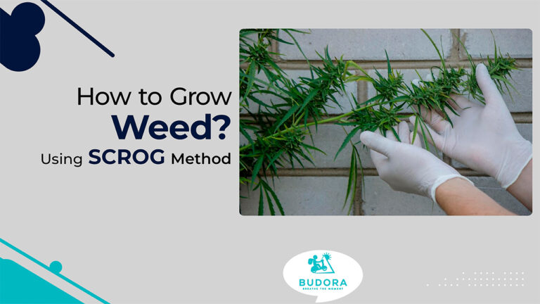 How to Grow Weed Using the SCROG Method