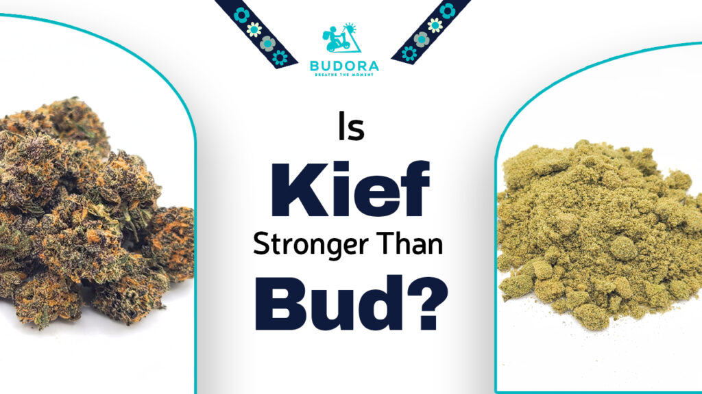 is kief stronger than bud