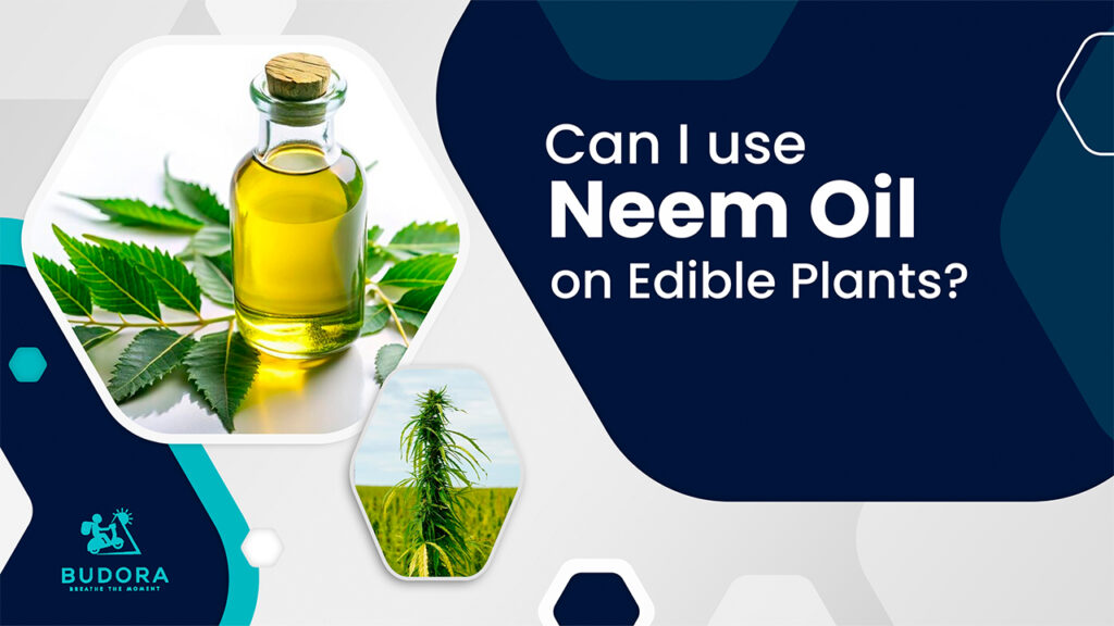 Can I Use Neem Oil on Edible Plants