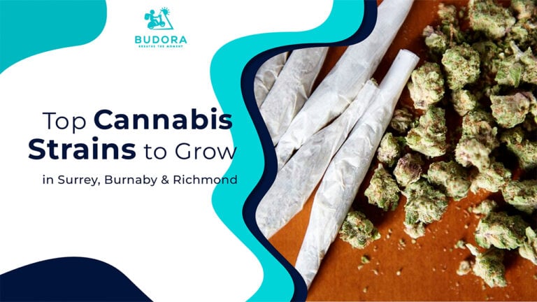 Top Cannabis Strains to Grow in Surrey, Burnaby & Richmond for Maximum Yield