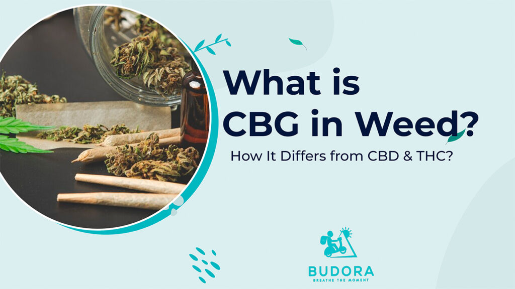 What is CBG in Weed How it Differs from CDB and ThE