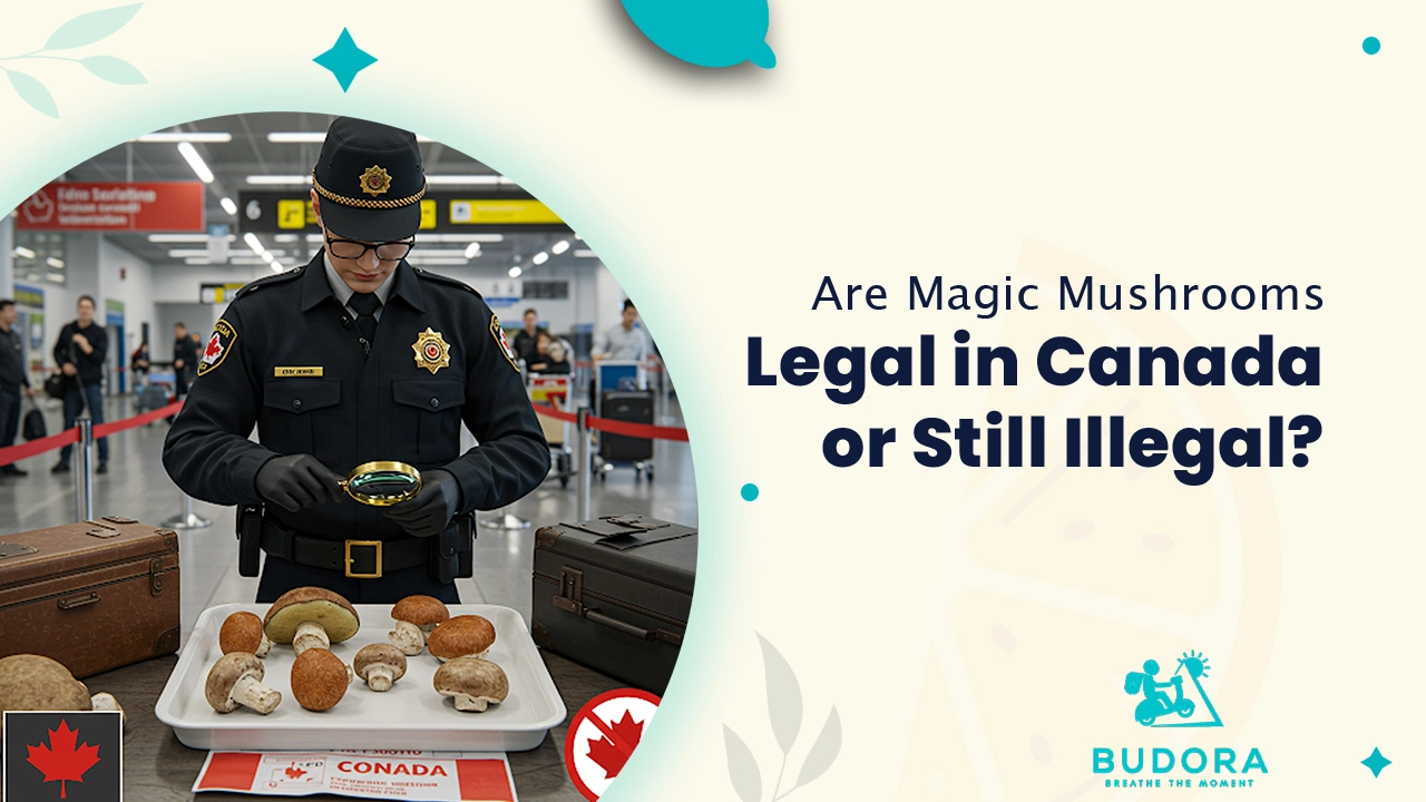 Are Magic Mushrooms Legal in Canada or Still Illegal