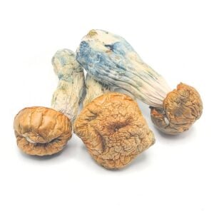 Tidal Wave Magic Mushrooms