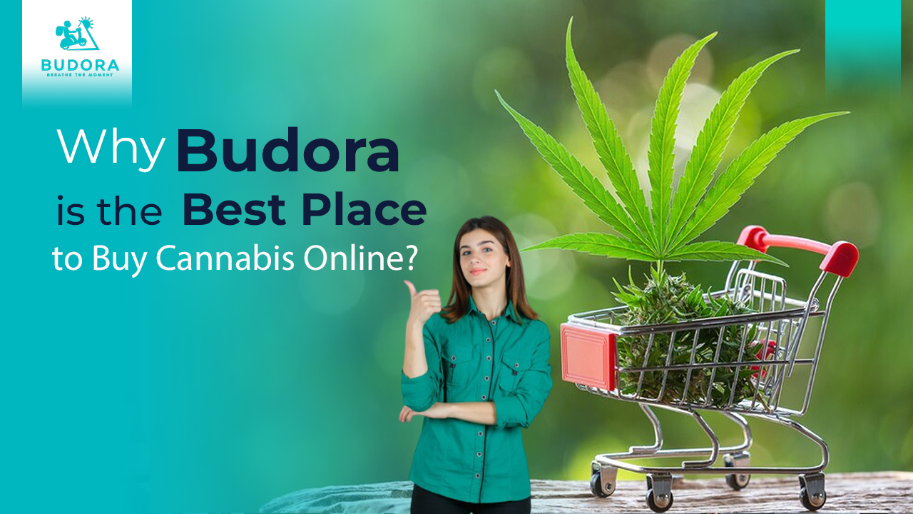 Why Budora is Best Place to Buy Cannabis Online