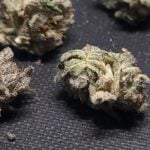 Purple Jet Fuel Smalls AA same day delivery by budora.net