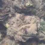 Purple Jet Fuel Smalls AA same day delivery by budora.net