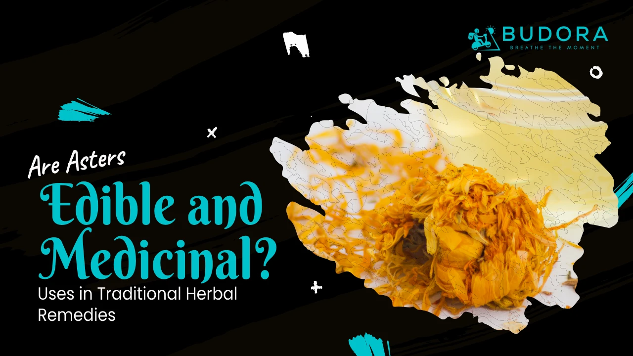 Are Asters Edible and Medicinal Uses in Traditional Herbal Remedies