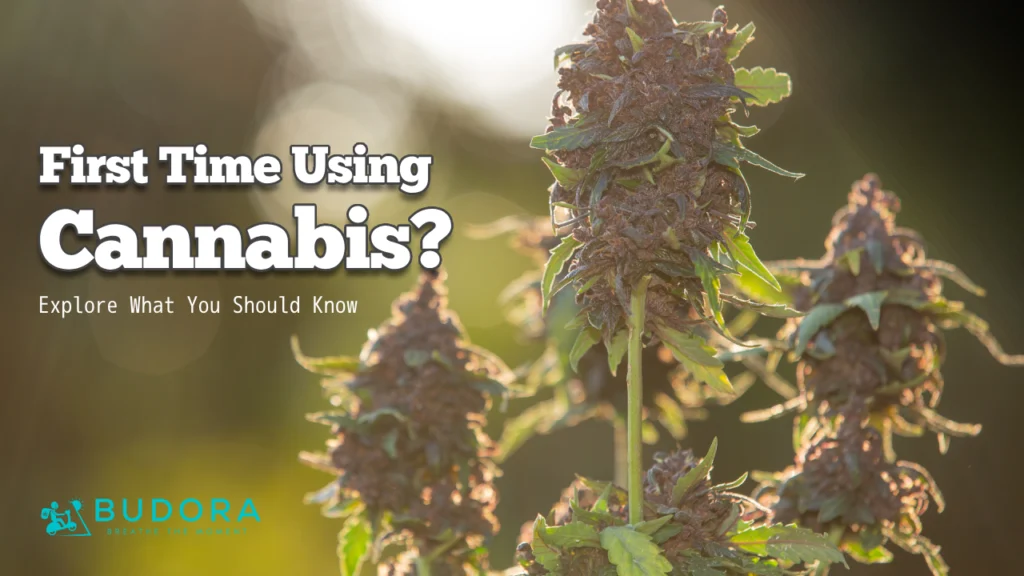 First Time Using Cannabis Heres What You Should Know