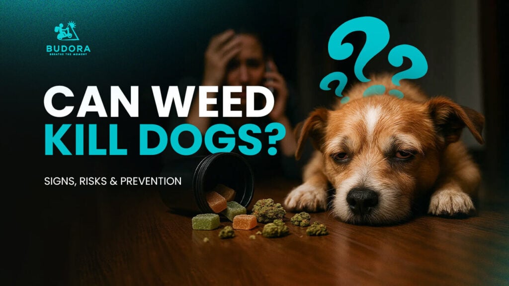 Sad dog with question marks, cannabis edibles, and a distressed owner, posing 'Can Weed Kill Dogs? Signs, Risks & Prevention' for Budora.net's pet safety guide.