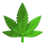 Cannabis