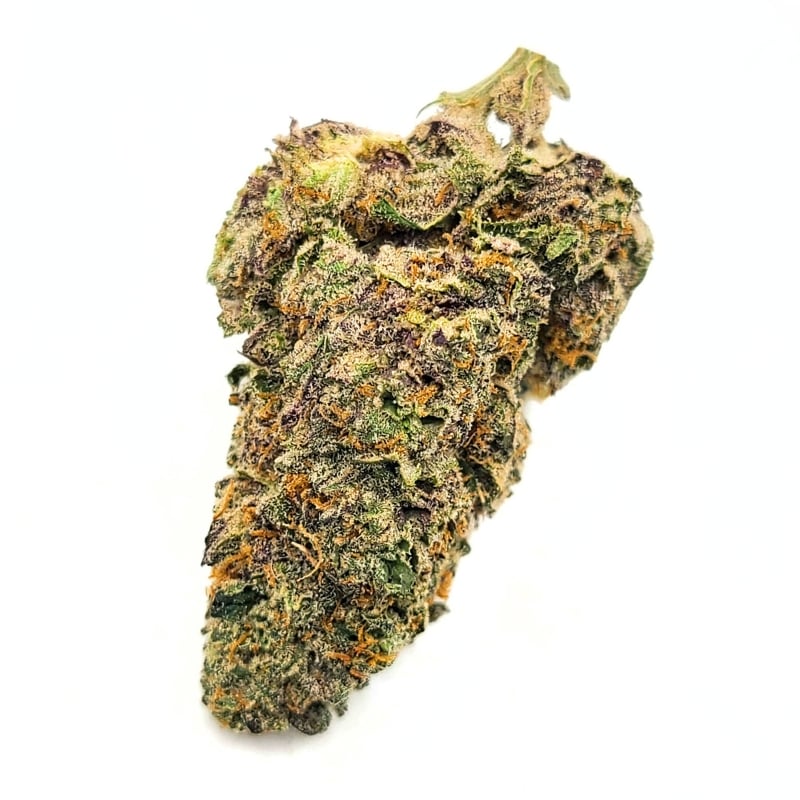 Budora Mail-Order Service in Nova Scotia white monkey new