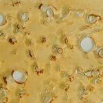 Budora - Weed Delivery Vancouver Same-day white rhino shatter
